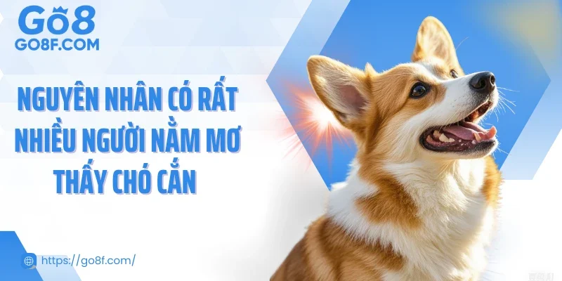 Nguyên nhân có rất nhiều người nằm mơ thấy chó cắn 